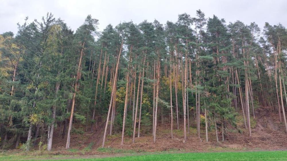 Forstwirtschaftliche Fläche (Nadelwald) - Ansicht